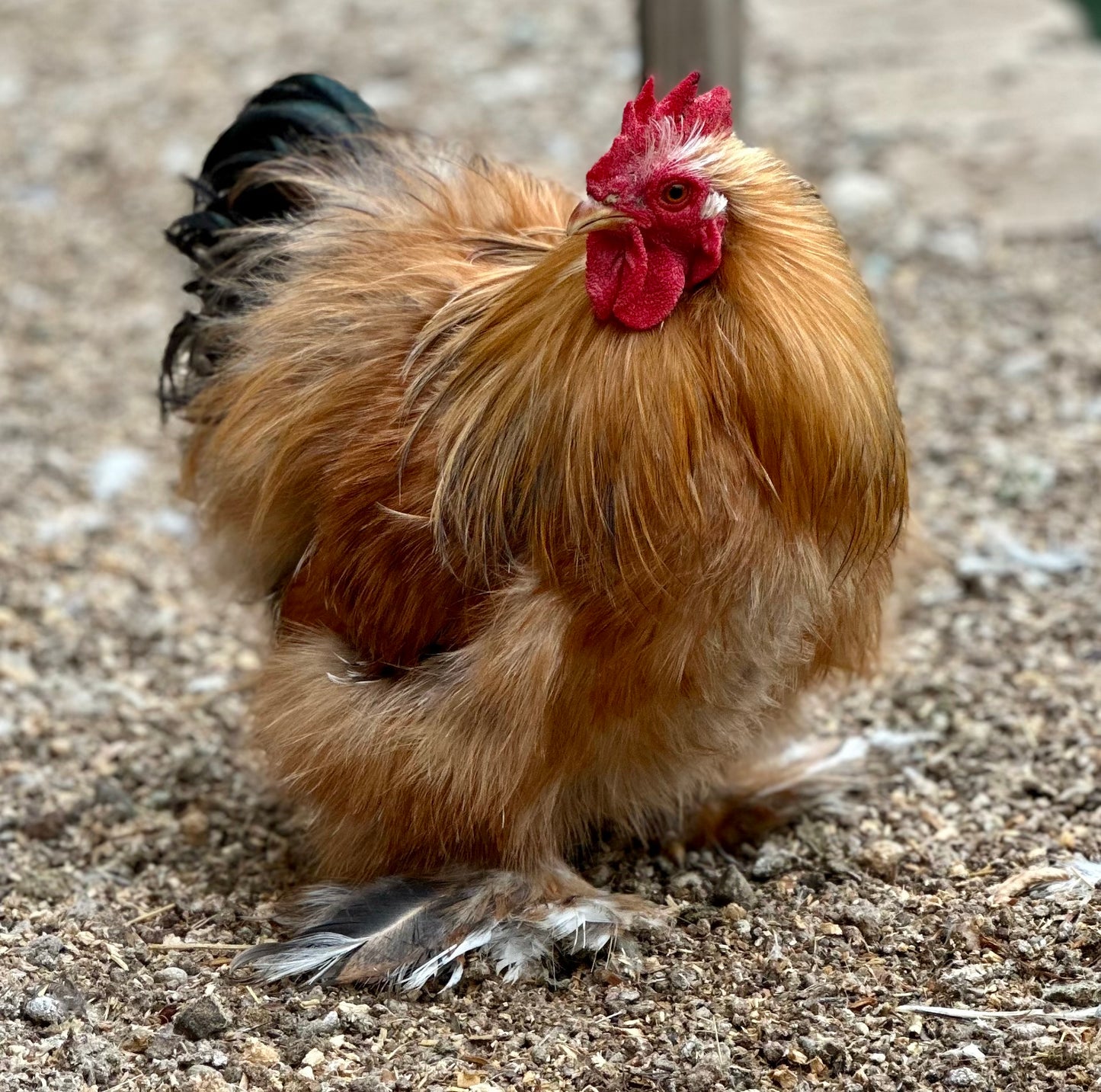 Bantam Calico Cochin Hatching Eggs (Shipping Included)