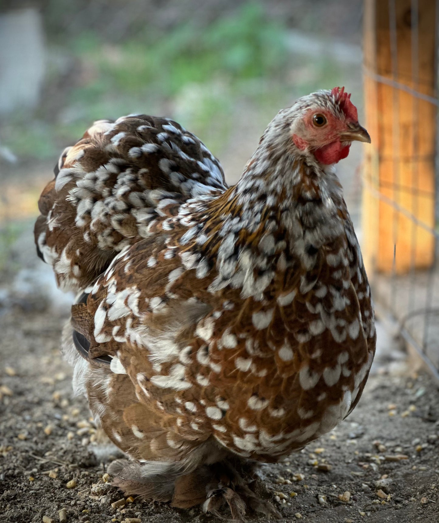 Bantam Calico Cochin Hatching Eggs (Shipping Included)