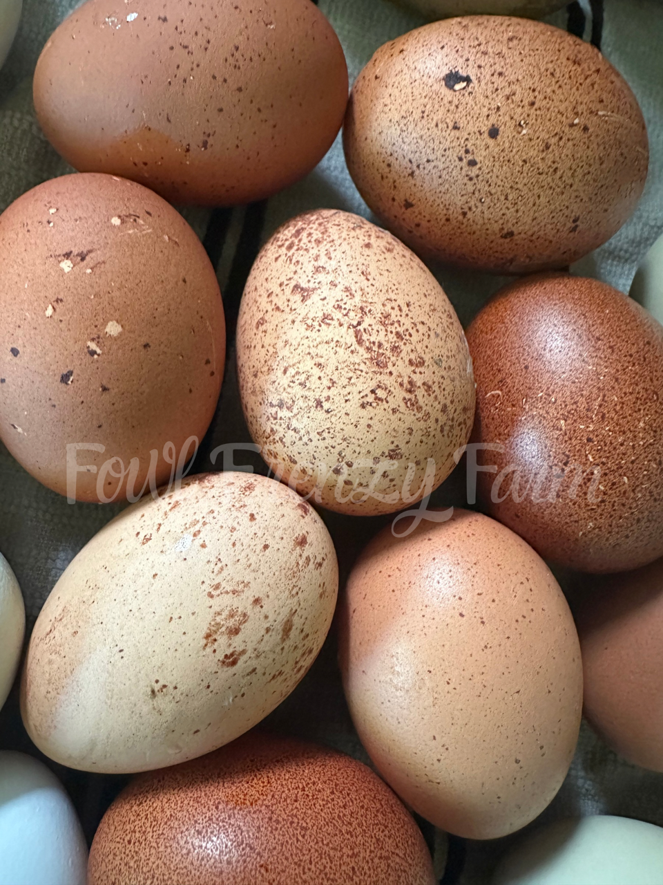 Speckled Moldy Egger Dozen (Shipping Included)