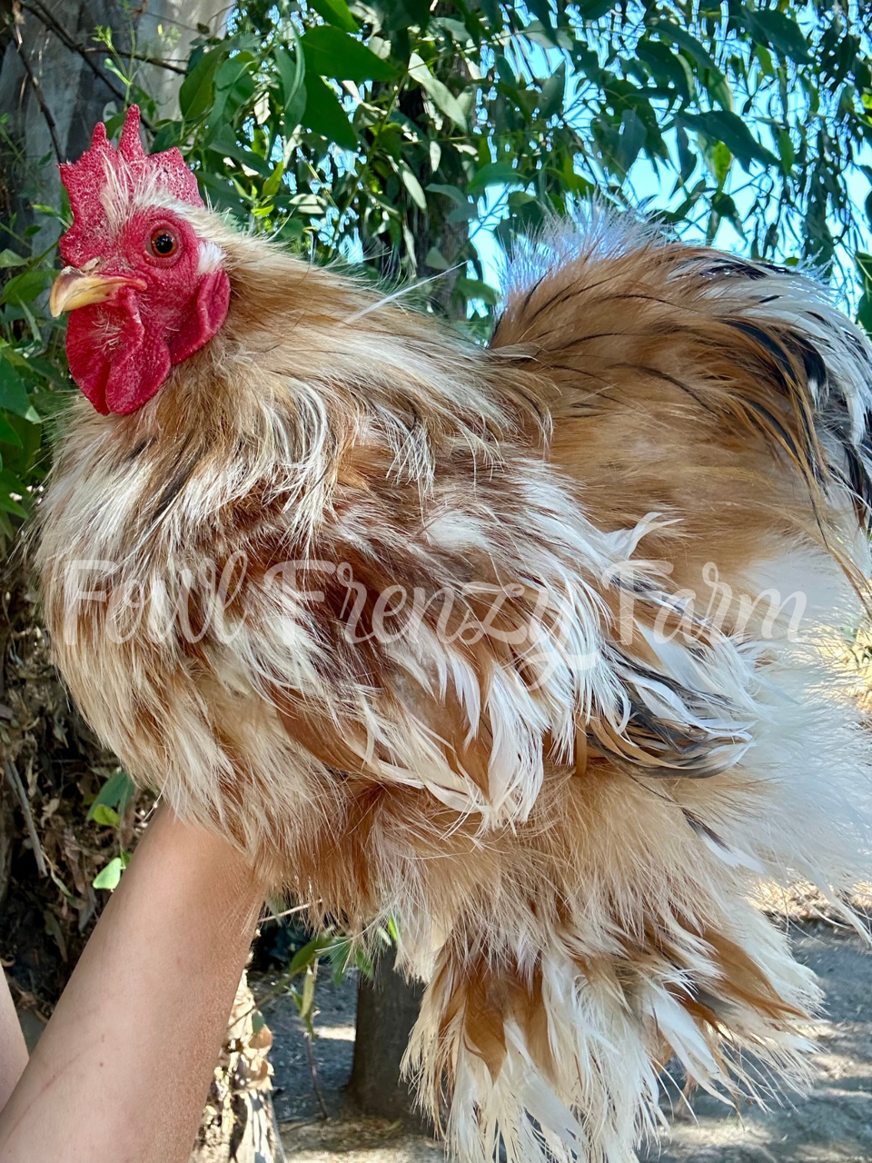Bantam Calico Cochin Hatching Eggs (Shipping Included)