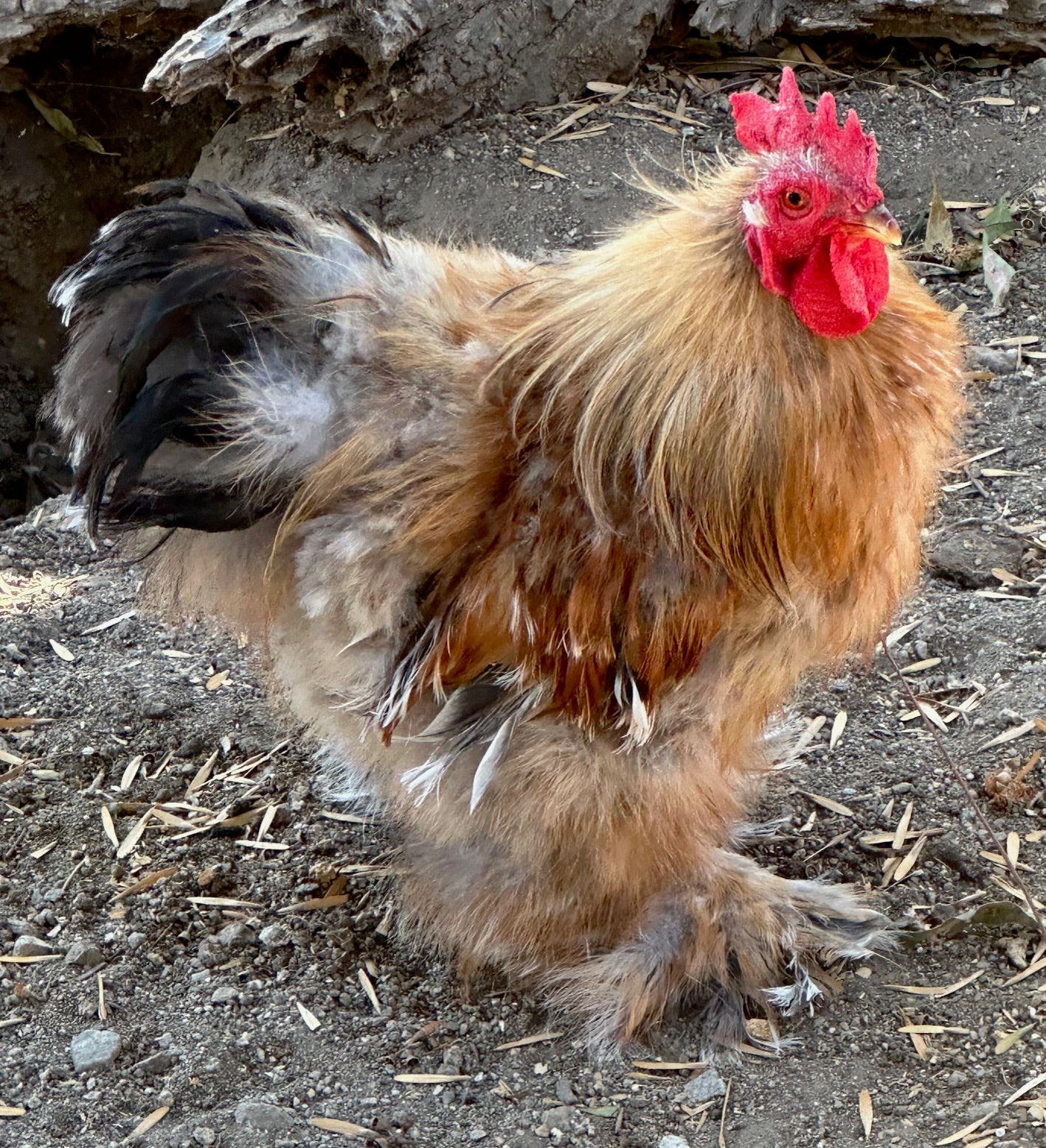 Bantam Calico Cochin Hatching Eggs (Shipping Included)