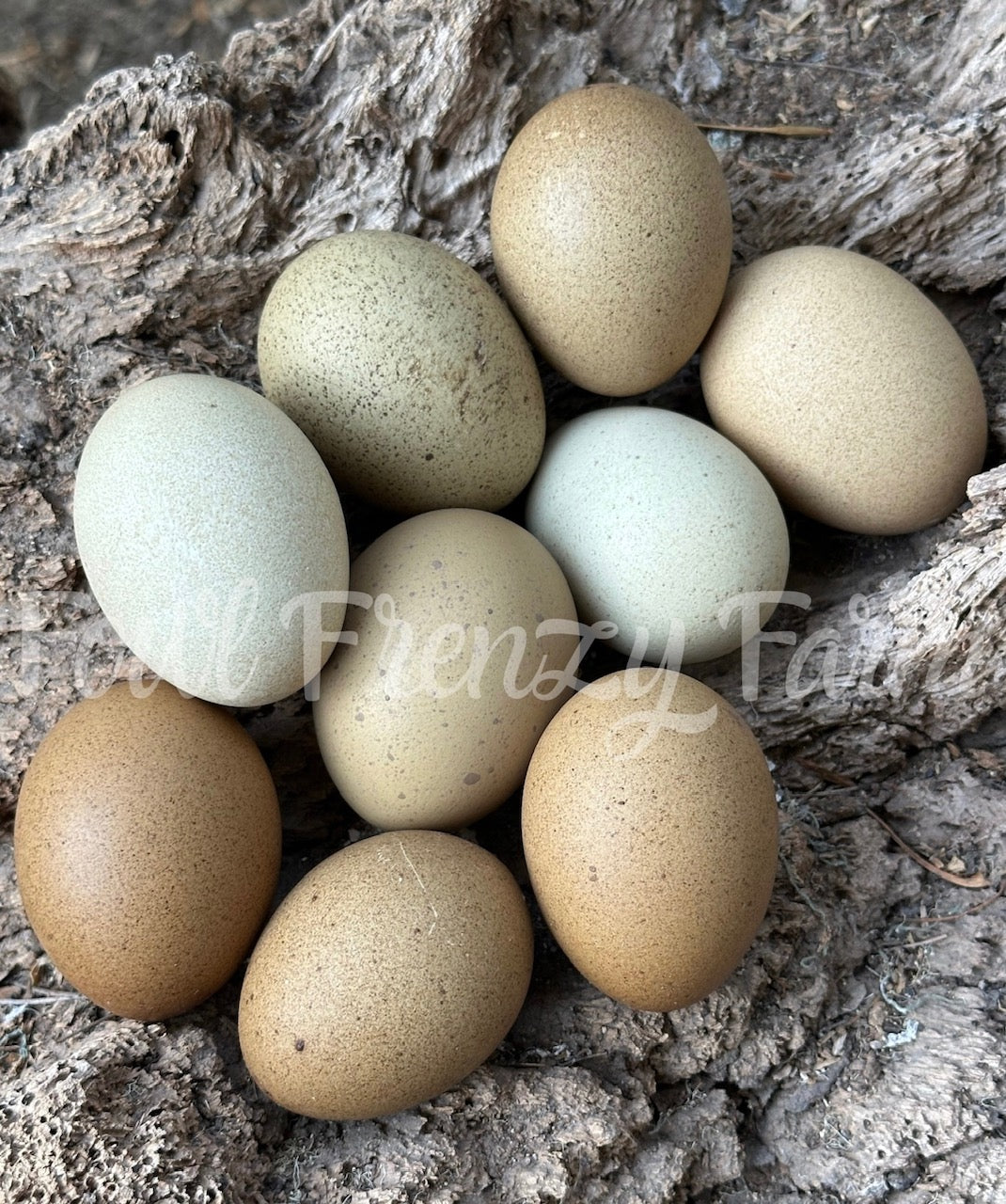 Multigenerational Moldy Eggers (Shipping Included)