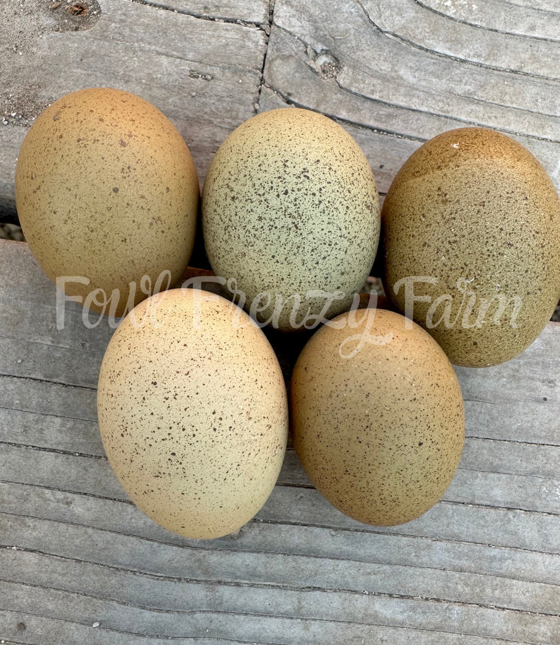 Multigenerational Moldy Eggers (Shipping Included)