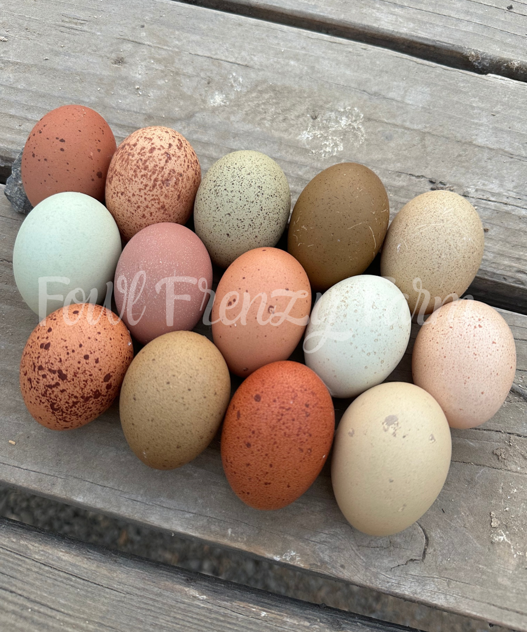 Speckled Moldy Egger Dozen (Shipping Included)