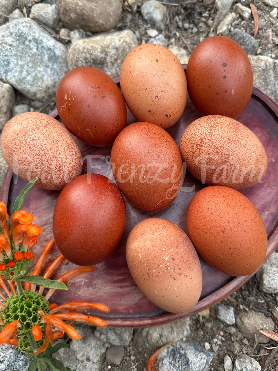 Speckled Moldy Egger Dozen (Shipping Included)