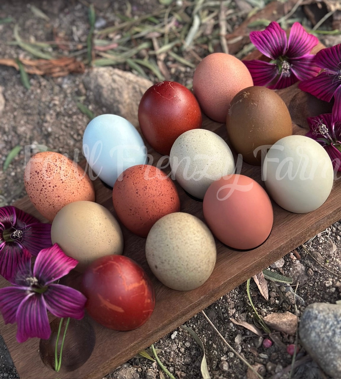Moldy Medley Dozen: Hen's Choice Variety (Shipping Included)