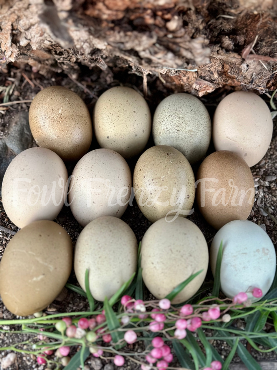 Multigenerational Moldy Eggers (Shipping Included)