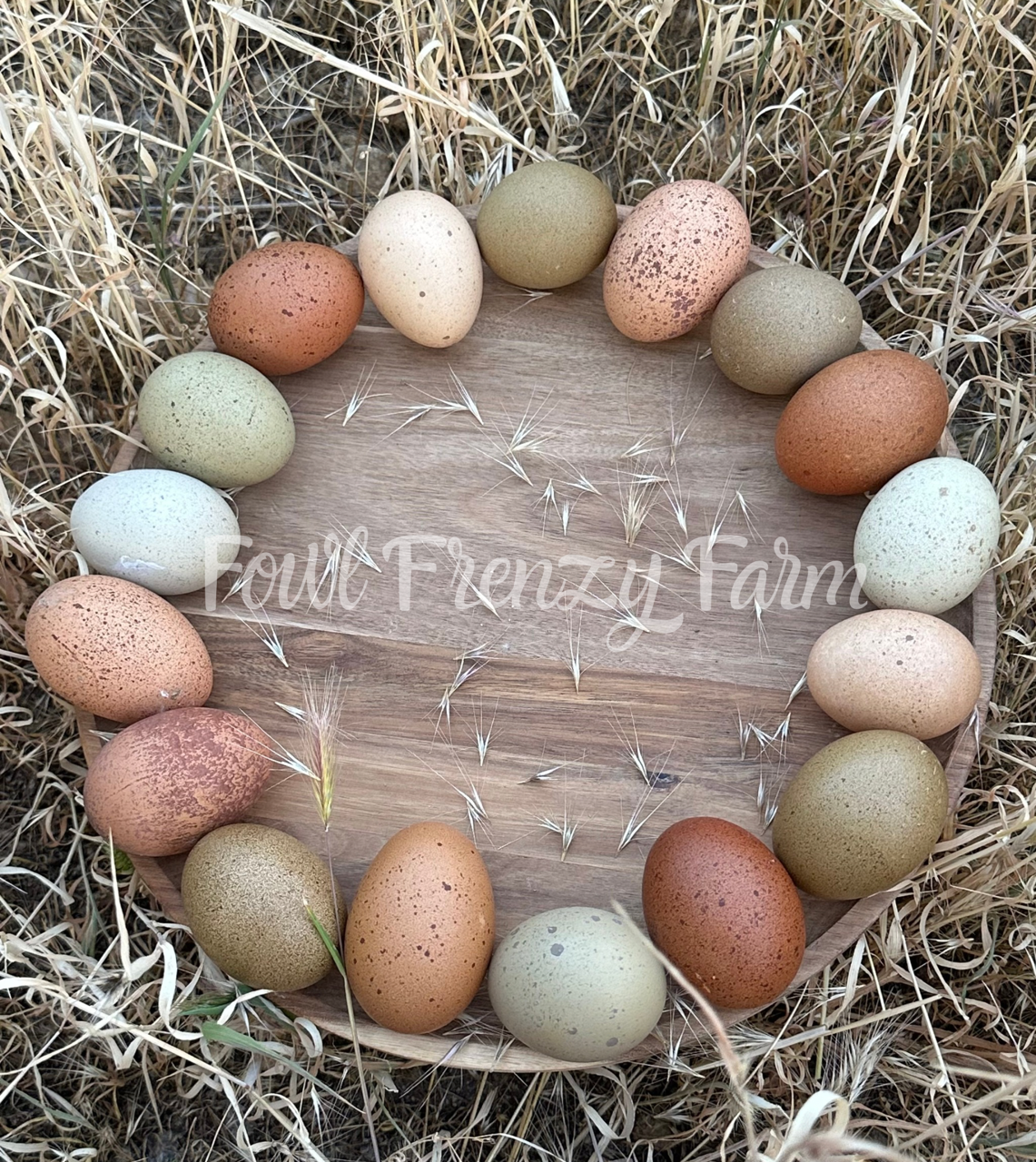 Speckled Moldy Egger Dozen (Shipping Included)