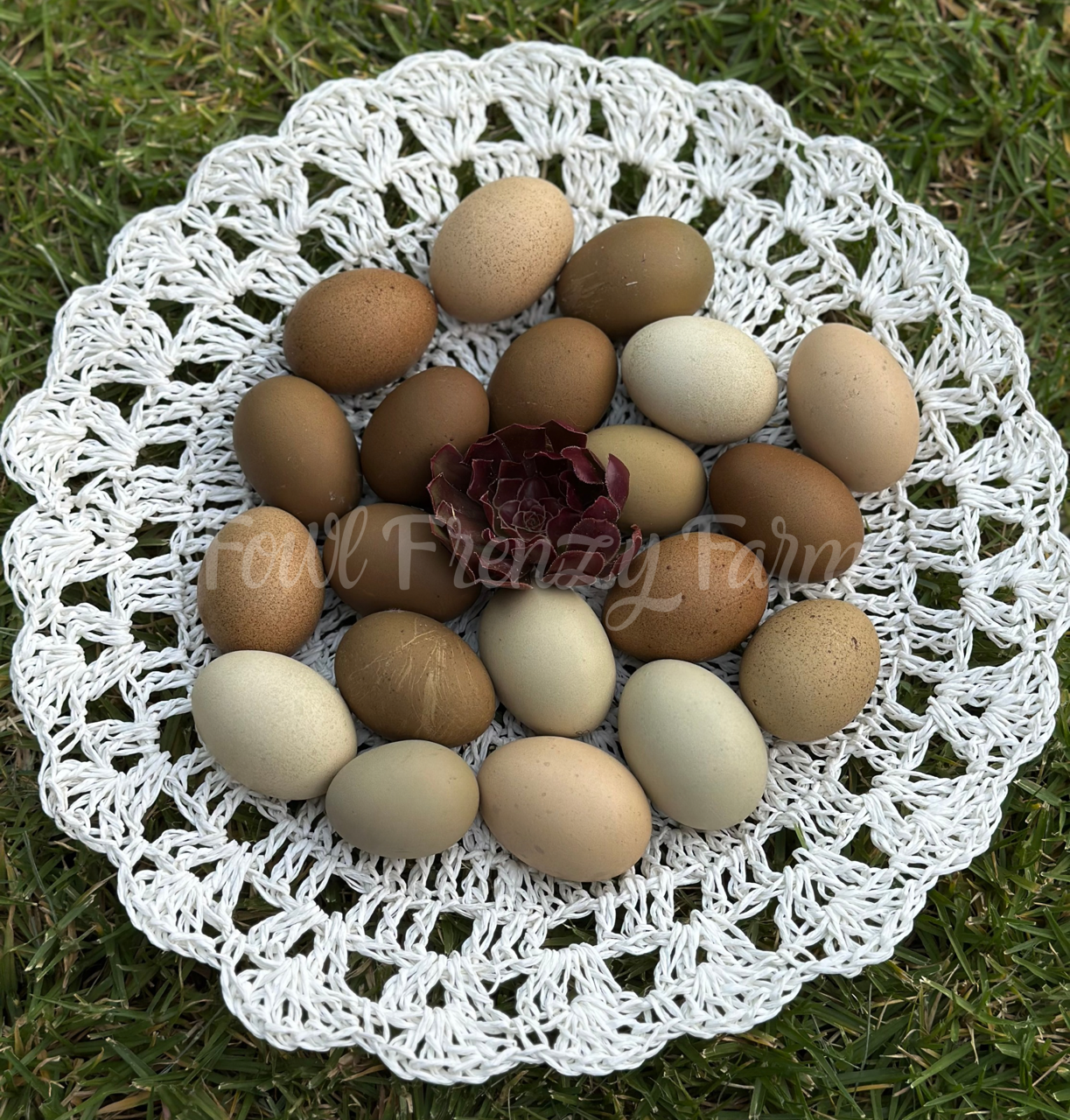 Multigenerational Moldy Eggers (Shipping Included)