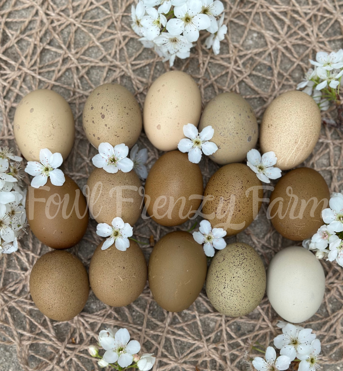 Multigenerational Moldy Eggers (Shipping Included)