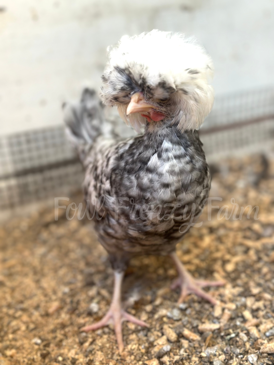 Cuckoo Polish Hatching Eggs - Large Fowl (Shipping Included)