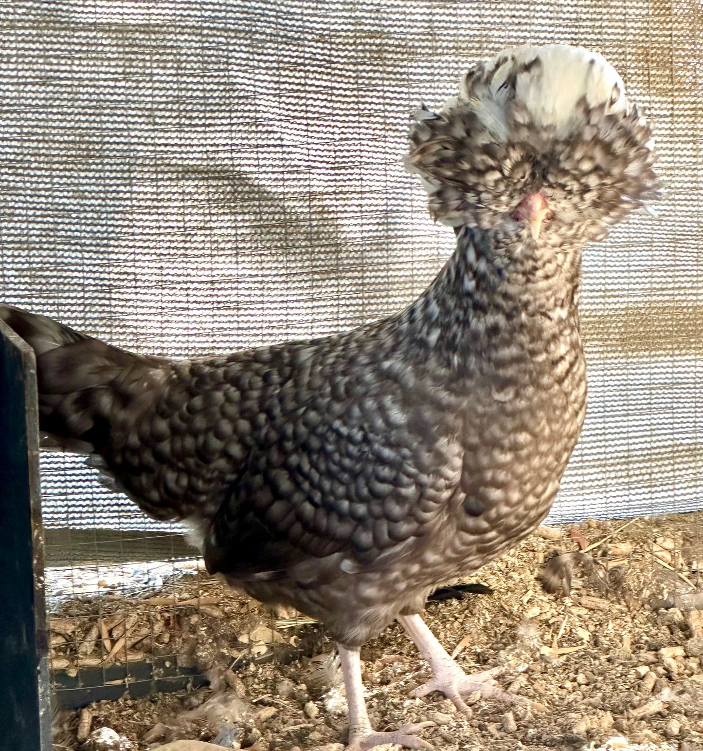 Cuckoo Polish Hatching Eggs - Large Fowl (Shipping Included)