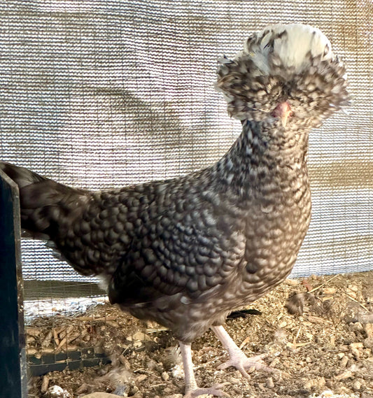 Cuckoo Polish Hatching Eggs - Large Fowl (Shipping Included)