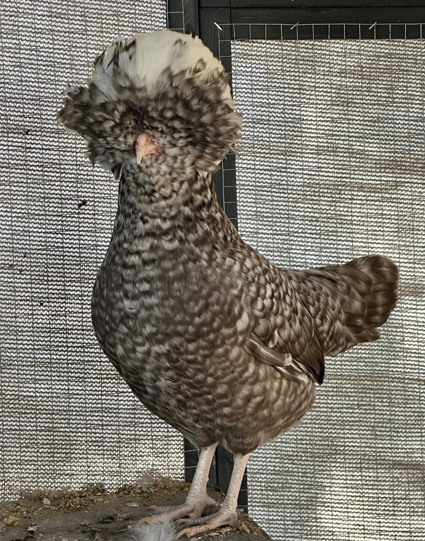 Cuckoo Polish Hatching Eggs - Large Fowl (Shipping Included)
