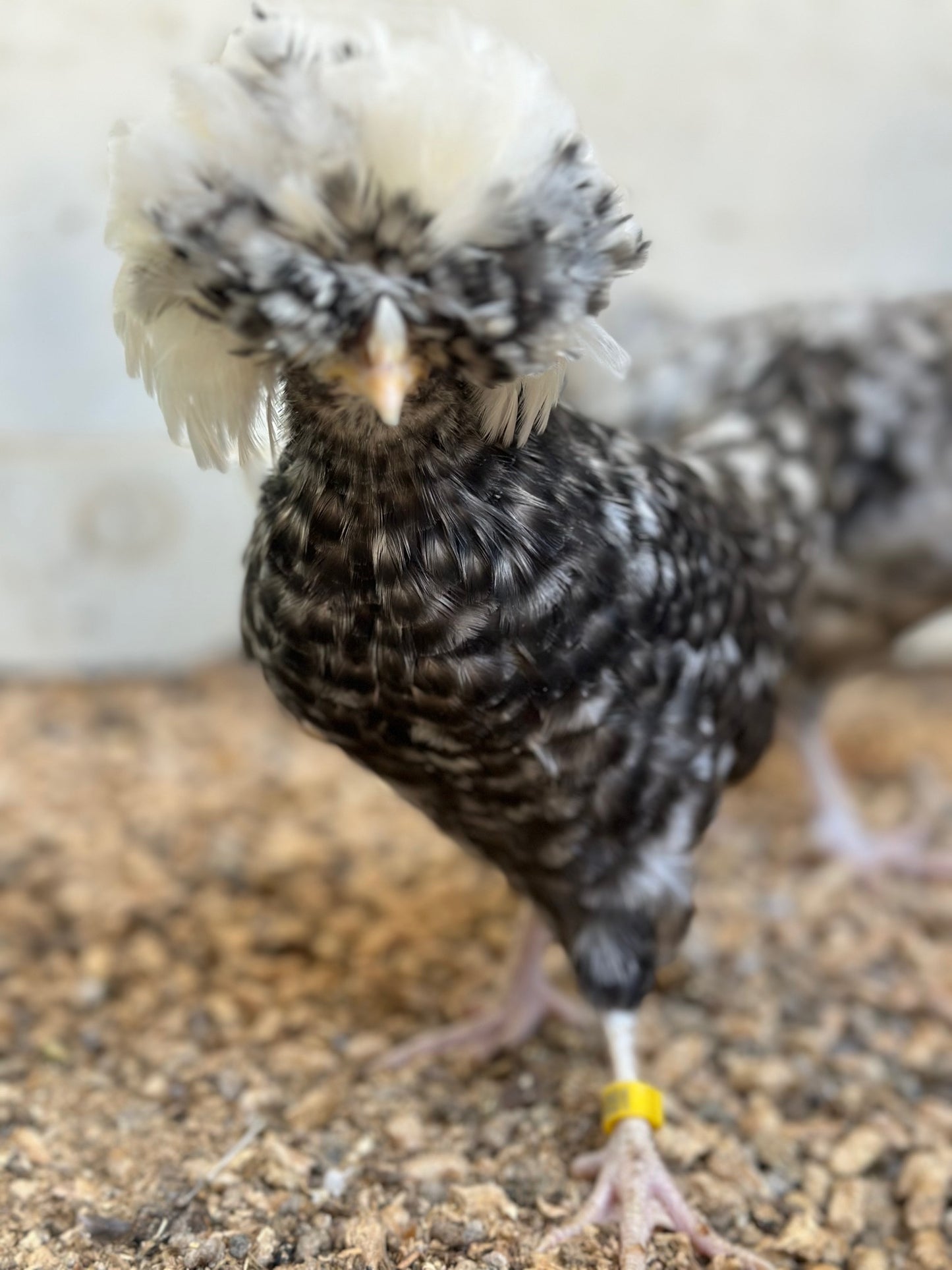 Cuckoo Polish Hatching Eggs - Large Fowl (Shipping Included)