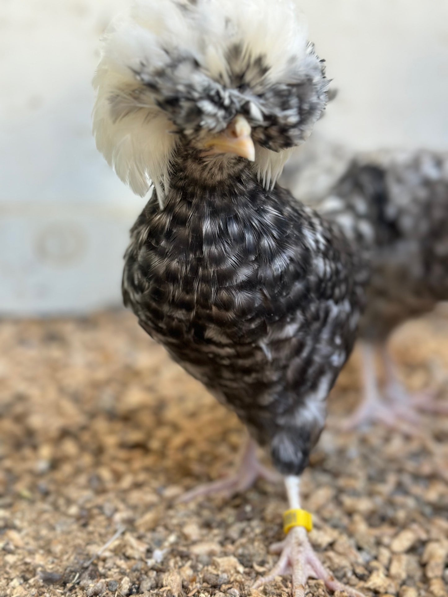 Cuckoo Polish Hatching Eggs - Large Fowl (Shipping Included)