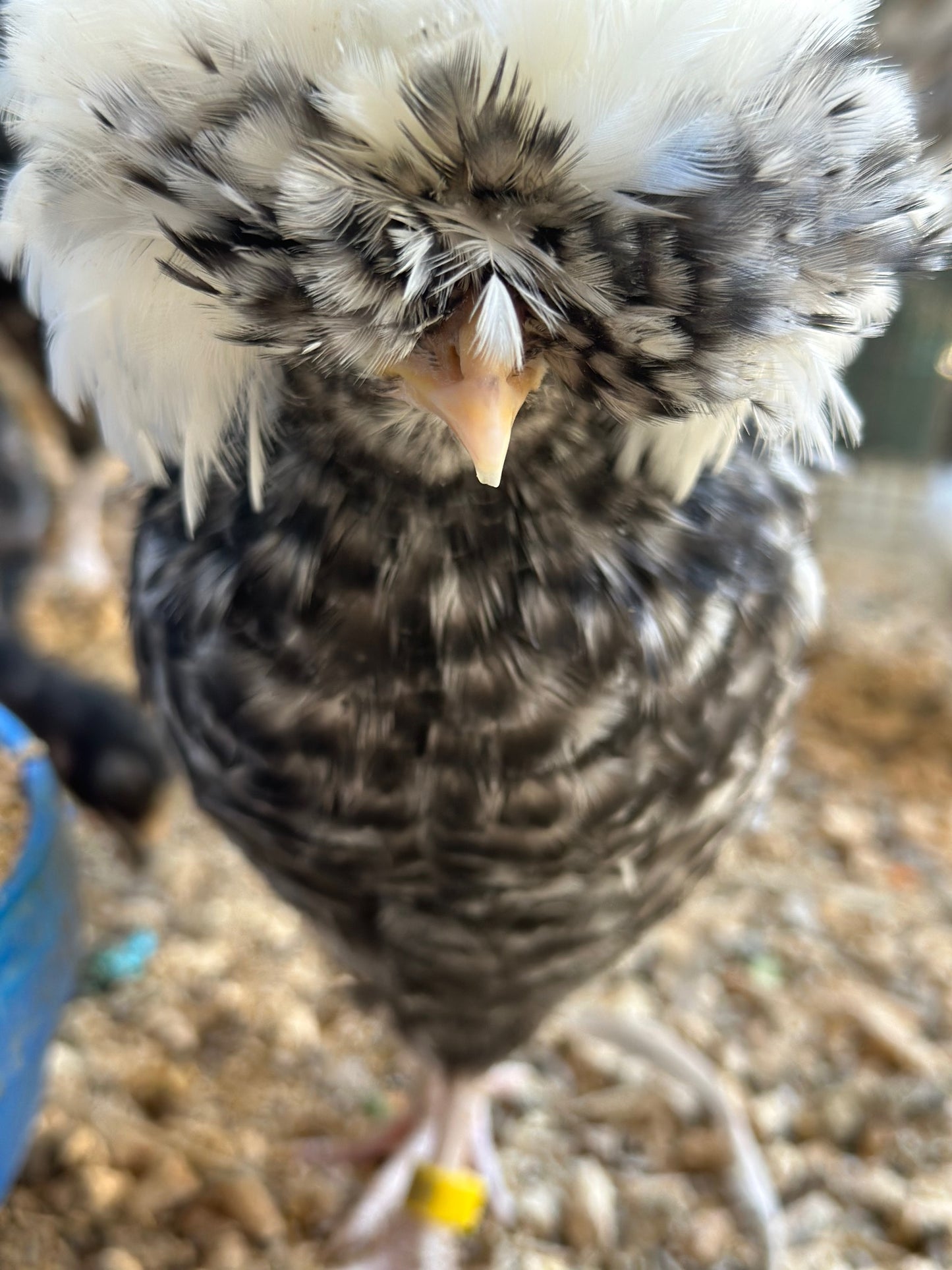 Cuckoo Polish Hatching Eggs - Large Fowl (Shipping Included)