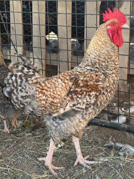 Crele Penedesenca Hatching Eggs (Shipping Included)