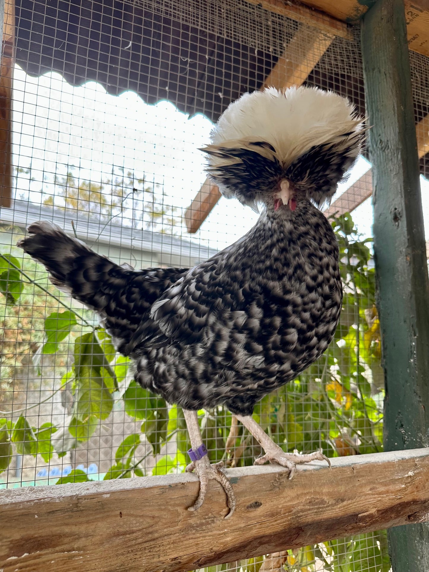 Cuckoo Polish Hatching Eggs - Large Fowl (Shipping Included)