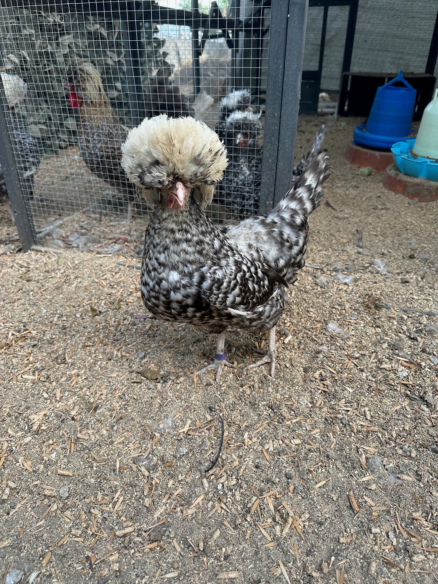 Cuckoo Polish Hatching Eggs - Large Fowl (Shipping Included)