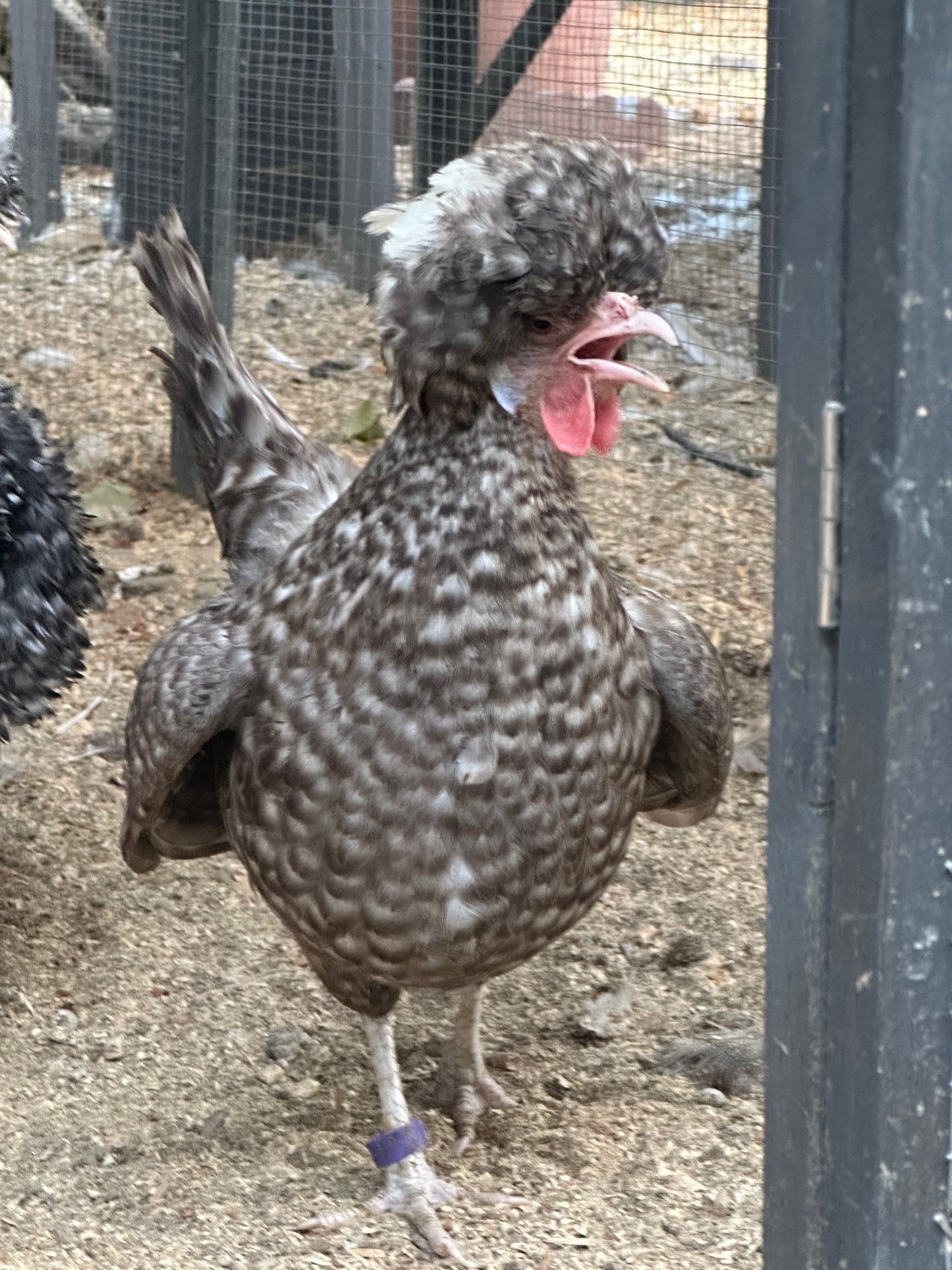 Cuckoo Polish Hatching Eggs - Large Fowl (Shipping Included)