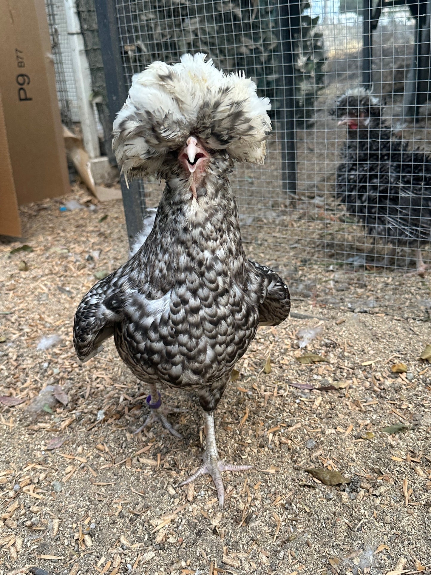 Cuckoo Polish Hatching Eggs - Large Fowl (Shipping Included)