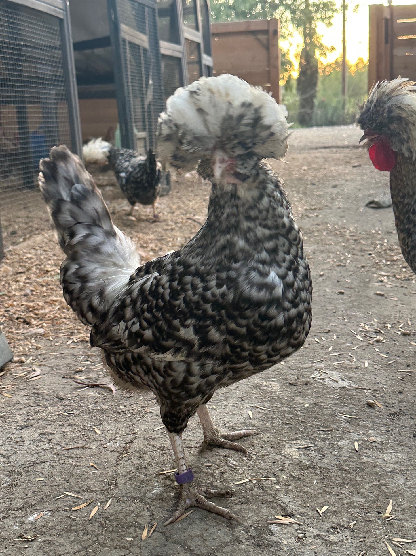 Cuckoo Polish Hatching Eggs - Large Fowl (Shipping Included)