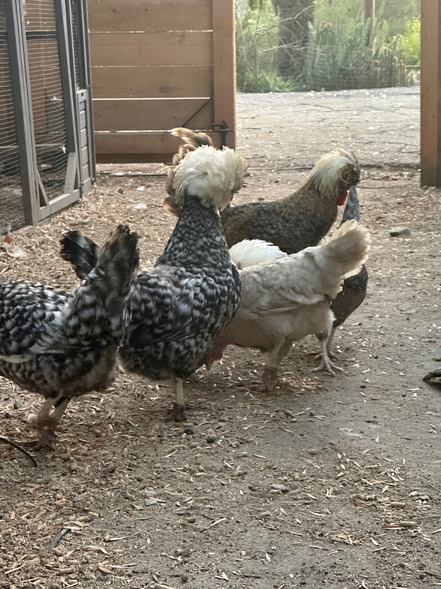 Cuckoo Polish Hatching Eggs - Large Fowl (Shipping Included)