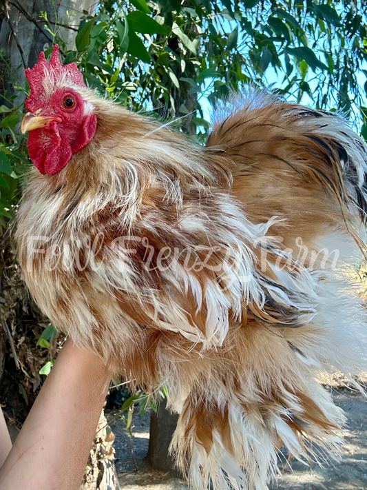 Bantam Calico Cochin Hatching Eggs (Shipping Included)